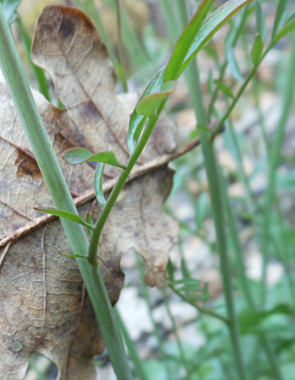 Cardamine apennina Lihov & Marhold